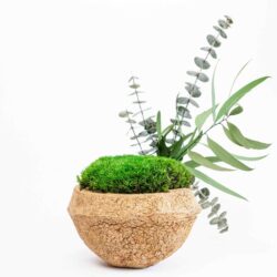 Previous product    Next product Кокос із стабілізованими рослинами та мохом кочка