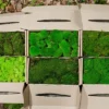 Stabilisierte Moossorten: Islandmoos, Provence-Moos, Flachmoos, Kugelmoos, Farnmoos