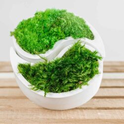 Yin Yang Бетонна ваза з кочка мох та Прованс мох