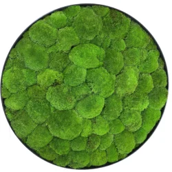 Кругла Картина з Моху Купина (Кочка)