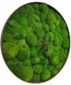 Годинники з мохом Купина (кочка)