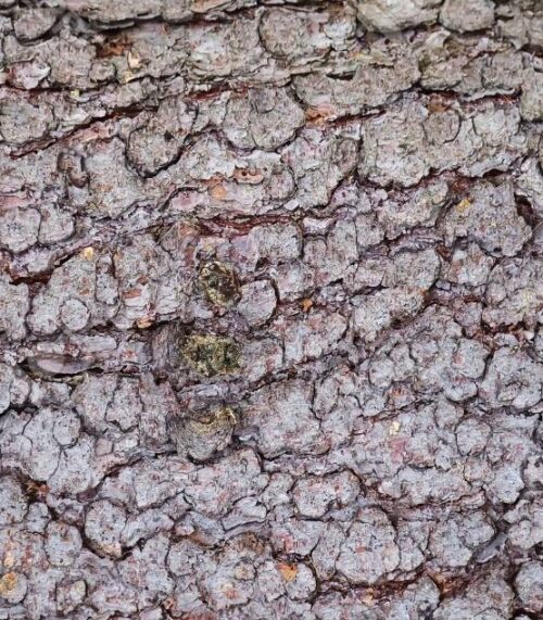 smrek 500x571 1