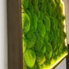 Картина з кульковим мохом та LED-підсвіткою Картина з кульковим мохом та LED-підсвіткою