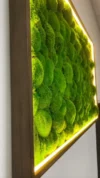 Картина з кульковим мохом та LED-підсвіткою