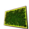 Картина з кульковим мохом та LED-підсвіткою Картина з кульковим мохом та LED-підсвіткою