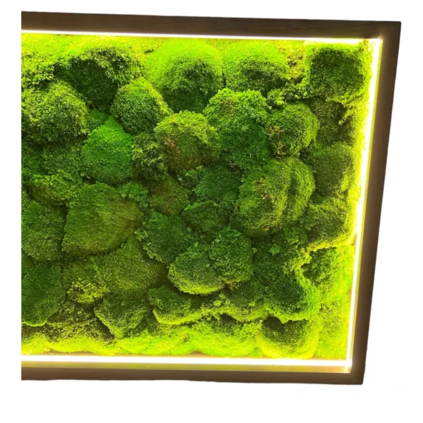 Картина з кульковим мохом та LED-підсвіткою Картина з кульковим мохом та LED-підсвіткою