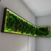 Картина з кульковим мохом та LED-підсвіткою Картина з кульковим мохом та LED-підсвіткою
