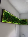 Картина з кульковим мохом та LED-підсвіткою