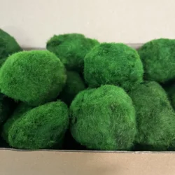 Стабілізований кульковий мох Кладофора в картонній коробці 1 кг
