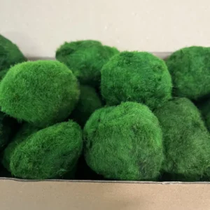 Стабілізований кульковий мох Кладофора в картонній коробці 1 кг