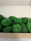 Стабілізований кульковий мох Кладофора в картонній коробці 1 кг
