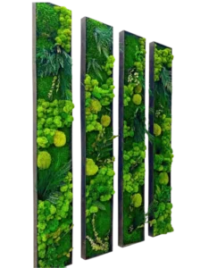 Картини з рослин: набір мохових картин із рослин