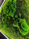3D карта світу з підсвіткою та мохом кульовим і плоским
