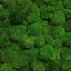 Настінна панель з кулькового моху