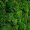 Настінна панель з кулькового моху