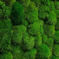 Настінна панель з кулькового моху Настінна панель з кулькового моху