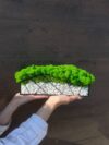 Мох у склі з білими камінцями – Зелений сад