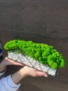 Мох у склі з білими камінцями – Зелений сад