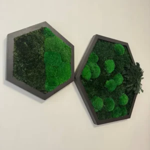 Шестикутна мохова картина з кульковим та прованським мохом