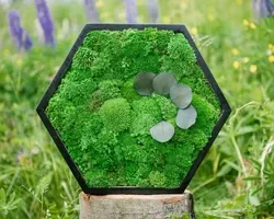 Головна 15 Moosbild Hexagon