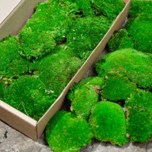Стабілізований кульковий мох XXL в коробці