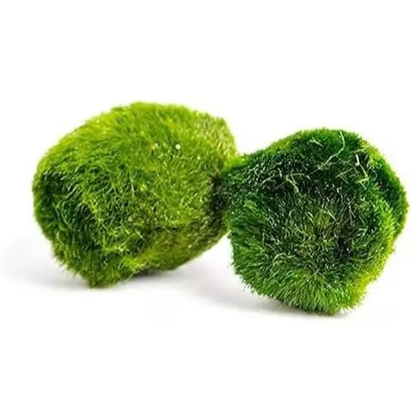 Moosballs-2-3cm_result Куля з моху Марімо Aegagropila linnaei 2–3 см